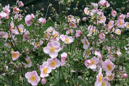 Anemone hyb. 'Ouvertüre' geen maat specificatie 0,55L/P9cm - afbeelding 1