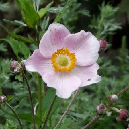 Anemone hyb. 'Ouvertüre' geen maat specificatie 0,55L/P9cm - afbeelding 2