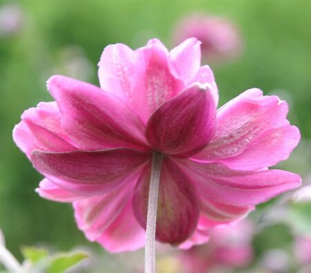 Anemone hyb. 'Pamina' geen maat specificatie 0,55L/P9cm - afbeelding 2