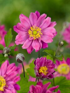 Anemone hyb. 'Pamina' geen maat specificatie 0,55L/P9cm - afbeelding 3