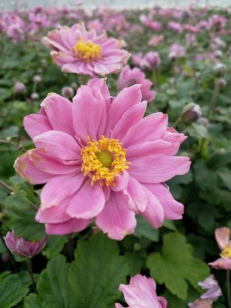 Anemone hyb. 'Pamina' geen maat specificatie 0,55L/P9cm - afbeelding 2
