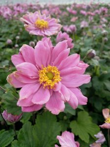 Anemone hyb. 'Pamina' geen maat specificatie 0,55L/P9cm - afbeelding 2