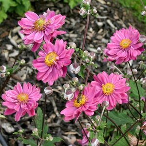 Anemone hyb. 'Pamina' geen maat specificatie 0,55L/P9cm - afbeelding 4