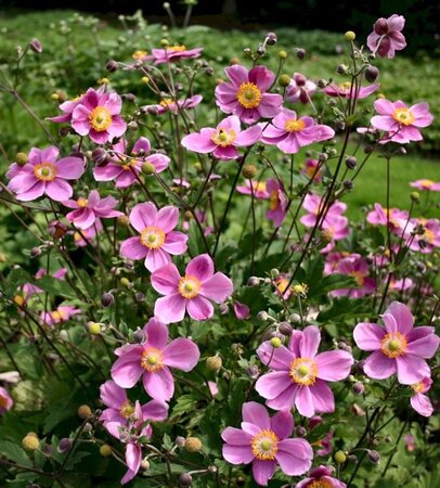 Anemone h. 'Praecox' geen maat specificatie 0,55L/P9cm - afbeelding 1