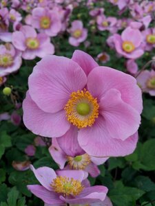 Anemone h. 'Praecox' geen maat specificatie 0,55L/P9cm - afbeelding 1
