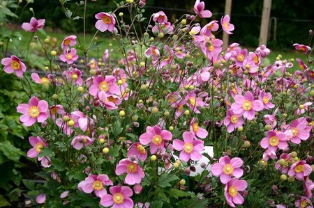 Anemone h. 'Praecox' geen maat specificatie 0,55L/P9cm - afbeelding 2