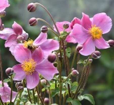 Anemone h. 'Praecox' geen maat specificatie 0,55L/P9cm - afbeelding 3
