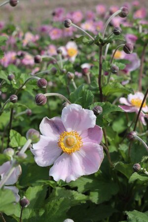 Anemone h. 'September Charm' geen maat specificatie 0,55L/P9cm - afbeelding 4