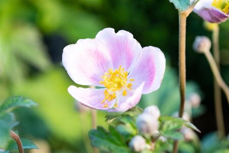 Anemone h. 'September Charm' geen maat specificatie 0,55L/P9cm - afbeelding 1