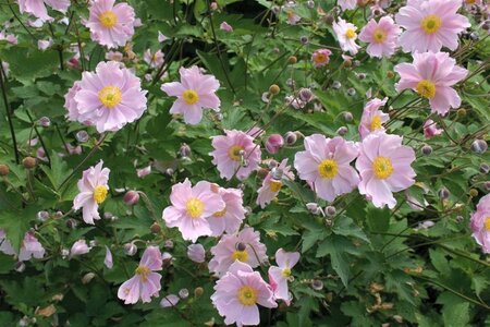 Anemone h. 'September Charm' geen maat specificatie 0,55L/P9cm - afbeelding 4