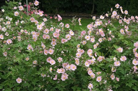 Anemone h. 'September Charm' geen maat specificatie 0,55L/P9cm - afbeelding 5