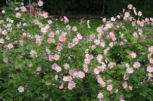 Anemone h. 'September Charm' geen maat specificatie 0,55L/P9cm - afbeelding 5