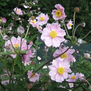 Anemone h. 'September Charm' geen maat specificatie 0,55L/P9cm - afbeelding 6