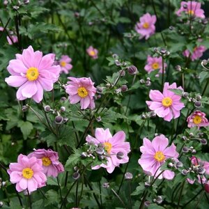 Anemone hyb. 'Serenade' geen maat specificatie 0,55L/P9cm - afbeelding 1