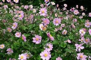 Anemone hyb. 'Serenade' geen maat specificatie 0,55L/P9cm - afbeelding 2