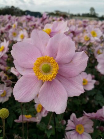 Anemone hyb. 'Serenade' geen maat specificatie 0,55L/P9cm - afbeelding 3