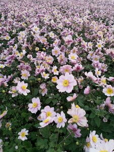 Anemone hyb. 'Serenade' geen maat specificatie 0,55L/P9cm - afbeelding 4
