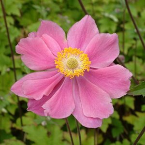 Anemone hyb. 'Serenade' geen maat specificatie 0,55L/P9cm - afbeelding 3