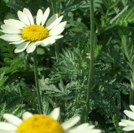 Anthemis hyb. 'Sauce Hollandaise' geen maat specificatie 0,55L/P9cm - afbeelding 2
