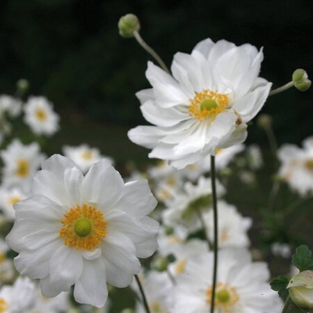 Anemone hyb. 'Whirlwind' geen maat specificatie 0,55L/P9cm - afbeelding 4