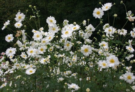 Anemone hyb. 'Whirlwind' geen maat specificatie 0,55L/P9cm - afbeelding 5