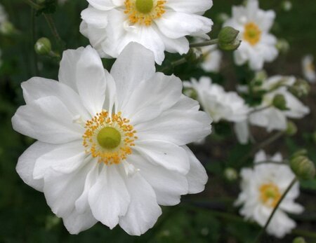 Anemone hyb. 'Whirlwind' geen maat specificatie 0,55L/P9cm - afbeelding 6