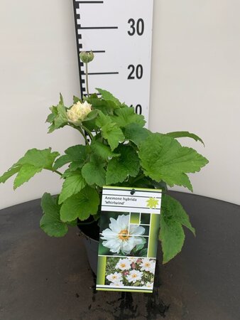 Anemone hyb. 'Whirlwind' geen maat specificatie 0,55L/P9cm - afbeelding 5