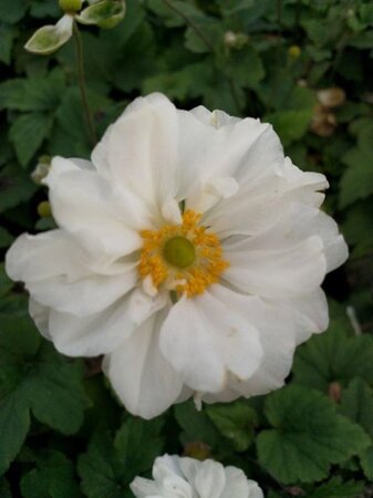 Anemone hyb. 'Whirlwind' geen maat specificatie 0,55L/P9cm - afbeelding 4