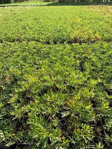 Anemone m. 'Annabella Deep Rose' geen maat specificatie 0,55L/P9cm