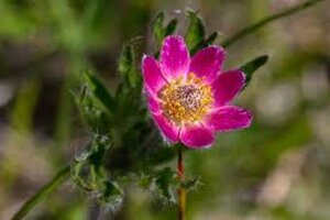 Anemone m. 'Annabella Deep Rose' geen maat specificatie 0,55L/P9cm