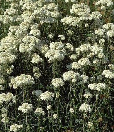 Anaphalis margaritacea geen maat specificatie 0,55L/P9cm - afbeelding 1