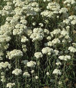 Anaphalis margaritacea geen maat specificatie 0,55L/P9cm