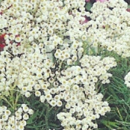 Anaphalis margaritacea geen maat specificatie 0,55L/P9cm - afbeelding 4