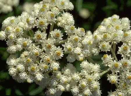 Anaphalis margaritacea geen maat specificatie 0,55L/P9cm - afbeelding 2