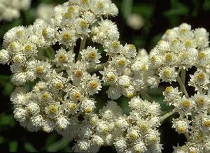 Anaphalis margaritacea geen maat specificatie 0,55L/P9cm - afbeelding 2