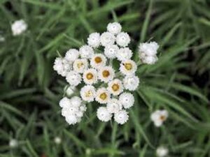 Anaphalis margaritacea geen maat specificatie 0,55L/P9cm - afbeelding 5