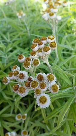 Anaphalis margaritacea geen maat specificatie 0,55L/P9cm - afbeelding 3