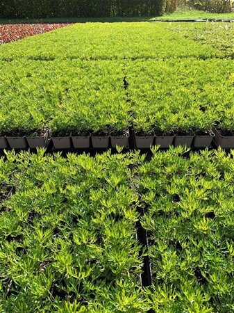 Anemone m. 'Annabella White' geen maat specificatie 0,55L/P9cm - afbeelding 1