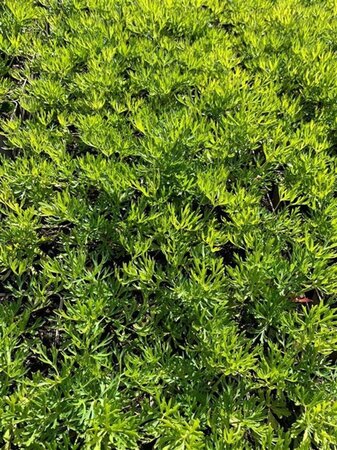 Anemone m. 'Annabella White' geen maat specificatie 0,55L/P9cm - afbeelding 2