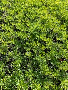 Anemone m. 'Annabella White' geen maat specificatie 0,55L/P9cm - afbeelding 2