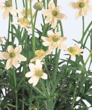Anemone m. 'Annabella White' geen maat specificatie 0,55L/P9cm - afbeelding 1