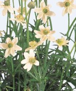 Anemone m. 'Annabella White' geen maat specificatie 0,55L/P9cm