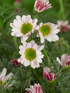 Anacyclus pyrethrum depressus geen maat specificatie 0,55L/P9cm
