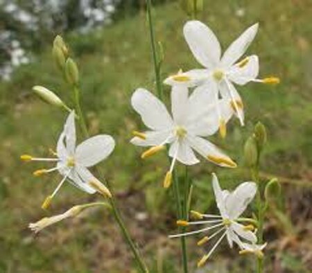 Anthericum ramosum geen maat specificatie 0,55L/P9cm
