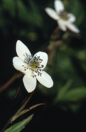 Anemone rivularis geen maat specificatie 0,55L/P9cm