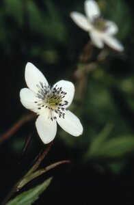 Anemone rivularis geen maat specificatie 0,55L/P9cm