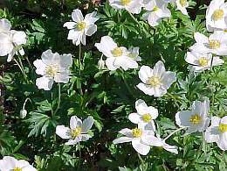 Anemone sylvestris geen maat specificatie 0,55L/P9cm - afbeelding 1
