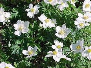 Anemone sylvestris geen maat specificatie 0,55L/P9cm