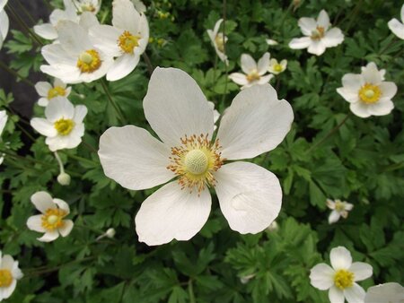 Anemone sylvestris geen maat specificatie 0,55L/P9cm - afbeelding 5