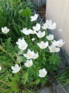 Anemone sylvestris geen maat specificatie 0,55L/P9cm - afbeelding 5